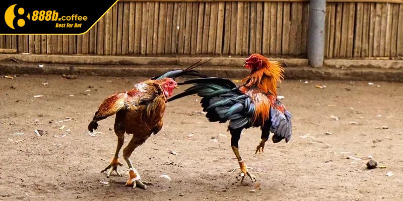Đá Gà Cựa Dao 888B Sức Hút Hấp Dẫn Từ Trận Đấu Kê Kinh Điển 3 Quản lý ngân sách cược đá gà cựa dao hợp lý và thông minh
