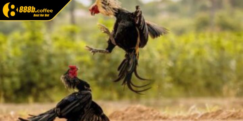 Đá Gà Online 888B – Trải Nghiệm Đấu Trường Thực Chiến 2 Những hình thức cược tiền được nhiều người yêu thích