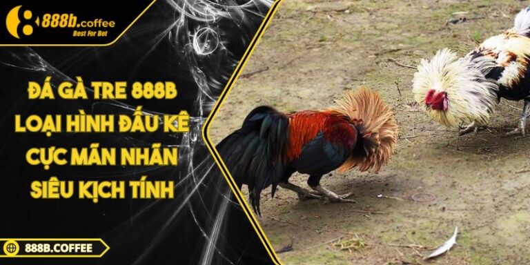 Đá Gà Tre 888B Loại Hình Đấu Kê Cực Mãn Nhãn Siêu Kịch Tính 1 Đá Gà Tre 888B Loại Hình Đấu Kê Cực Mãn Nhãn Siêu Kịch Tính