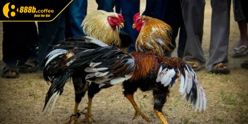 Đá Gà Tre 888B Loại Hình Đấu Kê Cực Mãn Nhãn Siêu Kịch Tính 2 Hiểu rõ về các tỷ lệ cược đấu đá gà tre tại 888B