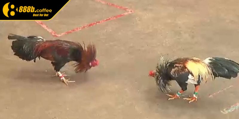 Đá Gà Tre 888B Loại Hình Đấu Kê Cực Mãn Nhãn Siêu Kịch Tính 3 Tìm hiểu thành tích chiến kê trong đấu gà tre